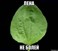 лена не болей