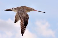 Создать мем Bar-tailed godwit