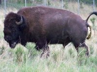 Создать мем Bison