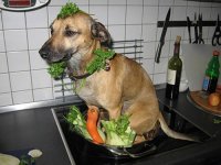 Создать мем Блюдо собака