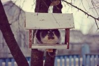 Создать мем Чирик-чирик