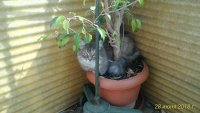Создать мем Грустны котик