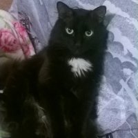 Создать мем Кот Гамаз