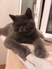 Создать мем Кот по имени Пушок