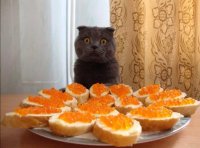 Создать мем Кот в масленице