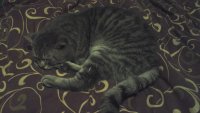 Создать мем Котенок лайк