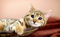 Создать мем Милые котята