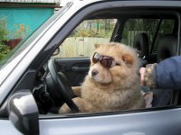 Создать мем На встречу автофорума приезжал как-то рыжий и пушистый