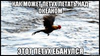 как может петух летать над океаном этот петух ебанулся