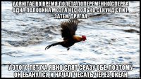 у ornitae во время полёта попеременно сперва одна половина мозга несколько секунд спит, затем другая у этого петуха явно спят сразу обе, поэтому он ебанулся и начал чесать через океан