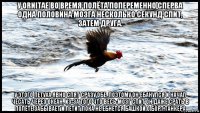 у ornitae во время полёта попеременно сперва одна половина мозга несколько секунд спит, затем друга. у этого петуха явно спят сразу обе, поэтому он ебанулся и начал чесать через океан. из-за того что весь мозг спит он даже срать в полёте забывает и летит пока не ебнется башкой о борт танкера
