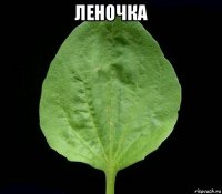 леночка 