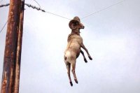 Создать мем Баран Коза