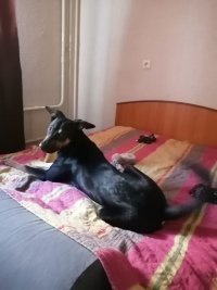 Создать мем Борис пес