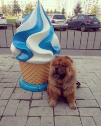 Создать мем Если ты ешь мороженое то как-то не верится