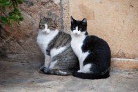 Создать мем Кошки