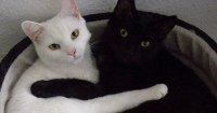Создать мем Кот и кошка