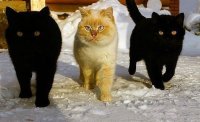 Создать мем Кот с охраной