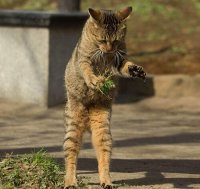 Создать мем Кот