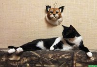 Создать мем Котик