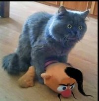 Создать мем Котик
