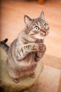 Создать мем Котик