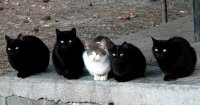 Создать мем Коты