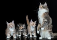 Создать мем Коты