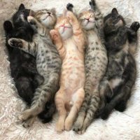 Создать мем Котята