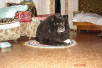 Создать мем Не могу объяснить синеватость моего языка