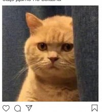 Не шали