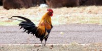 Создать мем Одичавший петух - остров Кауаи