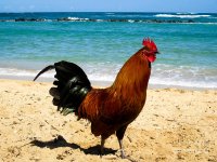 Создать мем Петух одичавший Кауаи - Feral Rooster Kauai