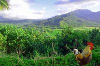 Создать мем Петух одичавший Кауаи - Feral Rooster Kauai