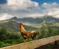 Создать мем Петух одичавший Кауаи - Feral Rooster Kauai