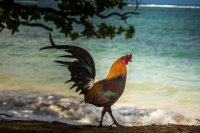 Создать мем Петух одичавший Кауаи - Feral Rooster Kauai