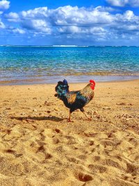 Создать мем Петух одичавший Кауаи - Feral Rooster Kauai