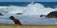 Создать мем Петух одичавший Кауаи - Feral Rooster Kauai