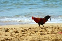 Создать мем Петух одичавший Кауаи - Feral Rooster Kauai