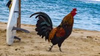 Создать мем Петух одичавший Кауаи - Feral Rooster Kauai