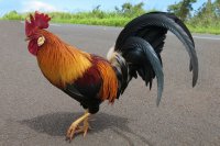 Создать мем Петух одичавший Кауаи - Feral Rooster Kauai