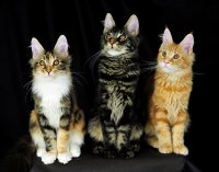 Создать мем Три кота