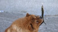 Создать мем ВЕЧНЫЙ РОМАНТИК