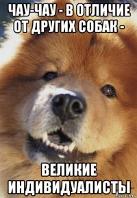 чау-чау - в отличие от других собак - великие индивидуалисты