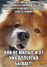 чау-чау не имеют нервнхы окончаний и если они взбесятся - они могут и насмерть загрызть совего хояина они не милые и от них аллергия бывает!