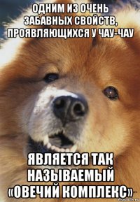 одним из очень забавных свойств, проявляющихся у чау-чау является так называемый «овечий комплекс»