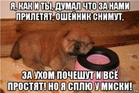 я, как и ты, думал что за нами прилетят, ошейник снимут, за ухом почешут и всё простят! но я сплю у миски!