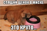 спящий щенок в миске. это круто...