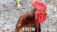  я петух