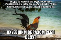 пиздец, по этому петуху видно насколько одомашненные и затем вновь одичавшие петухи на острове кауаи, в среде без естественных врагов, охуевшим образом себя ведут